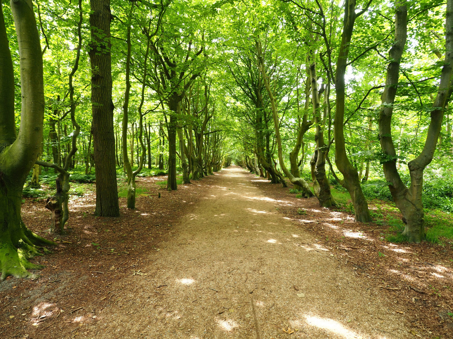Forestry Mulching Near Me