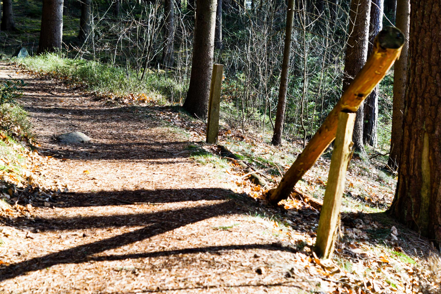 Trail Clearing Near Me