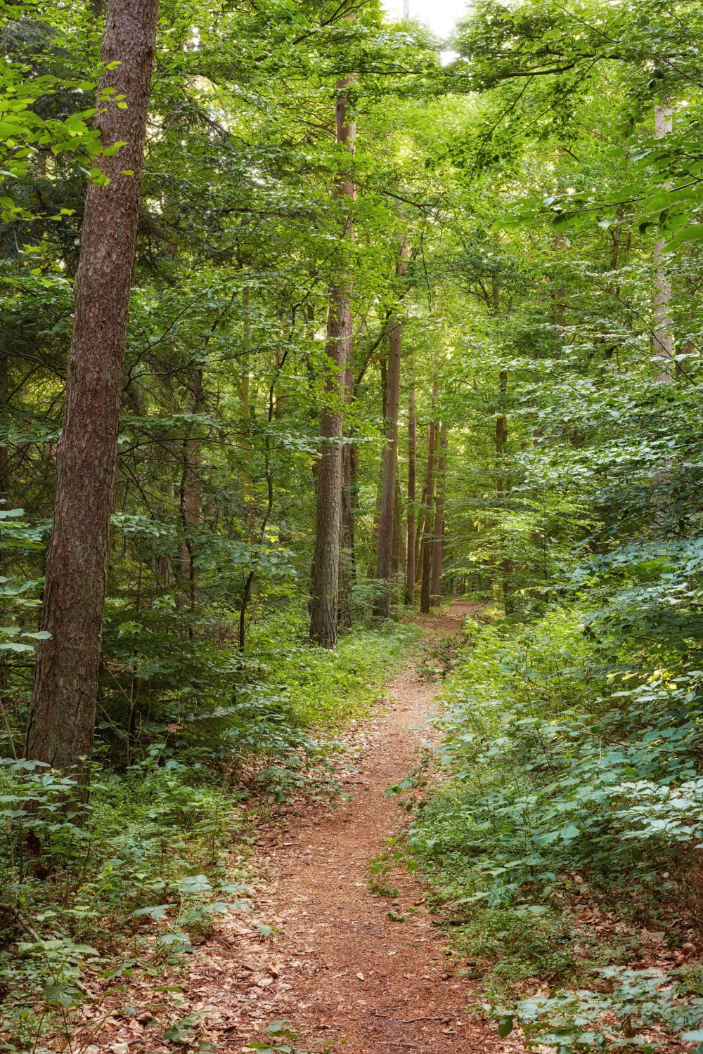 Trail Clearing in Southwest Ohio